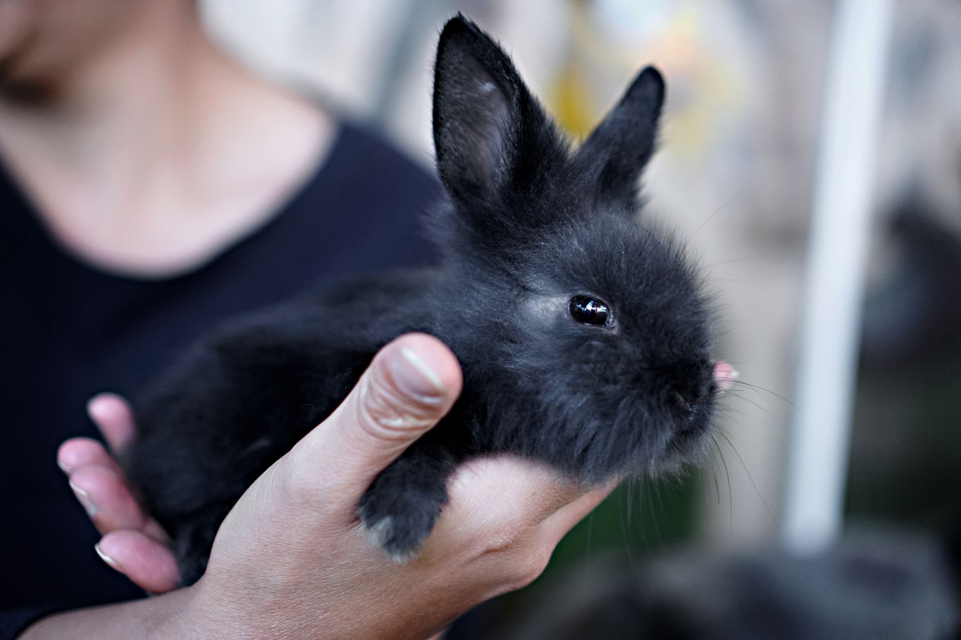 Raça de Mini Coelhos Mini Rex