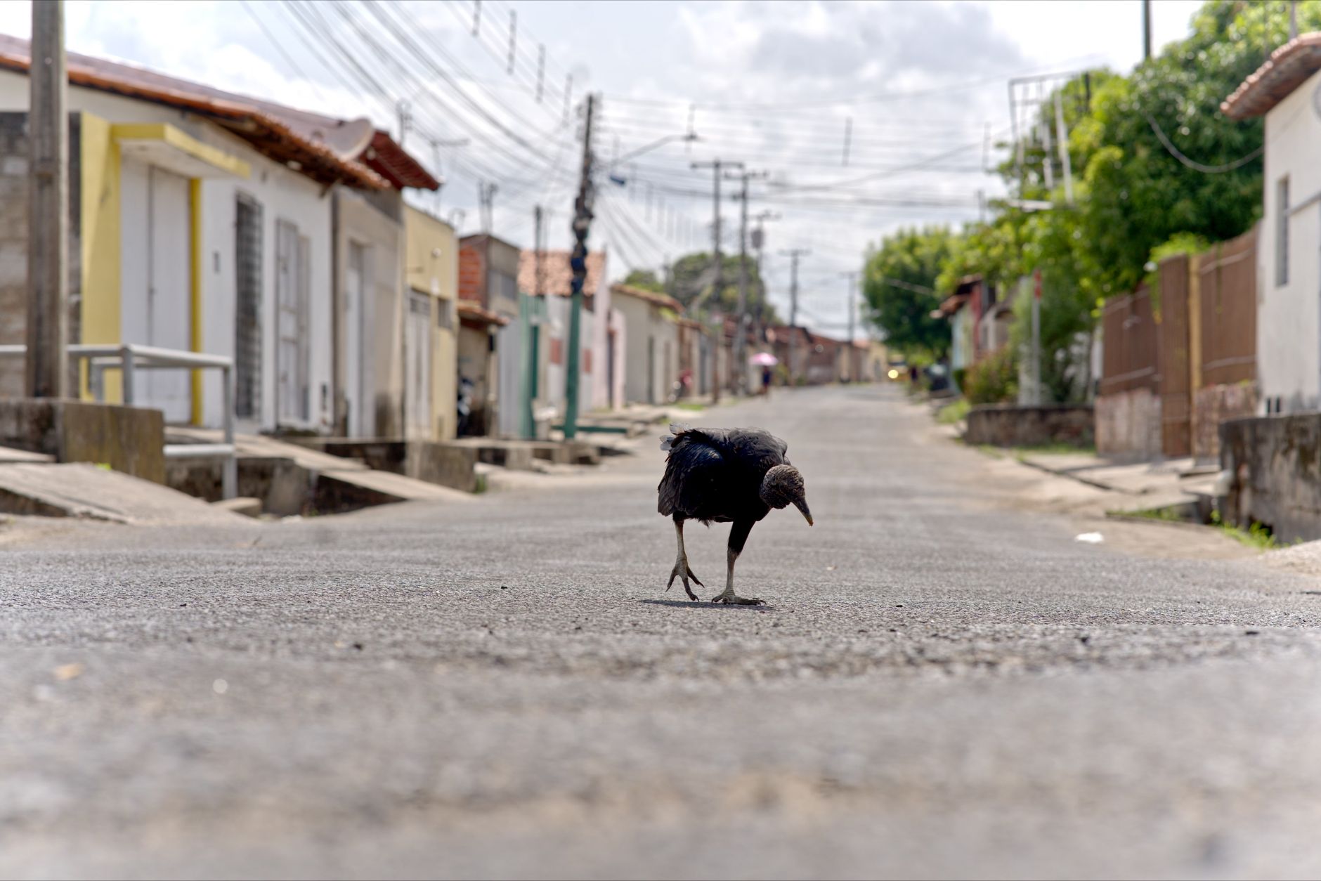 Leucopternis Melanops
