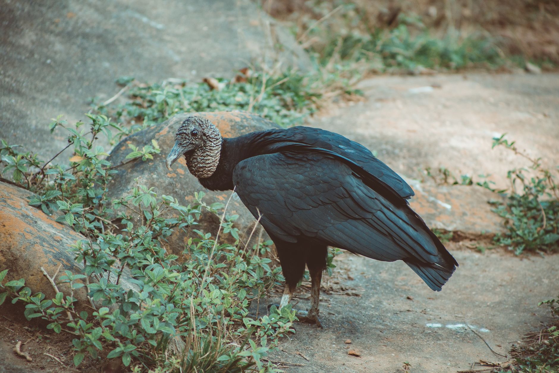 Spizaetus Melanoleucus