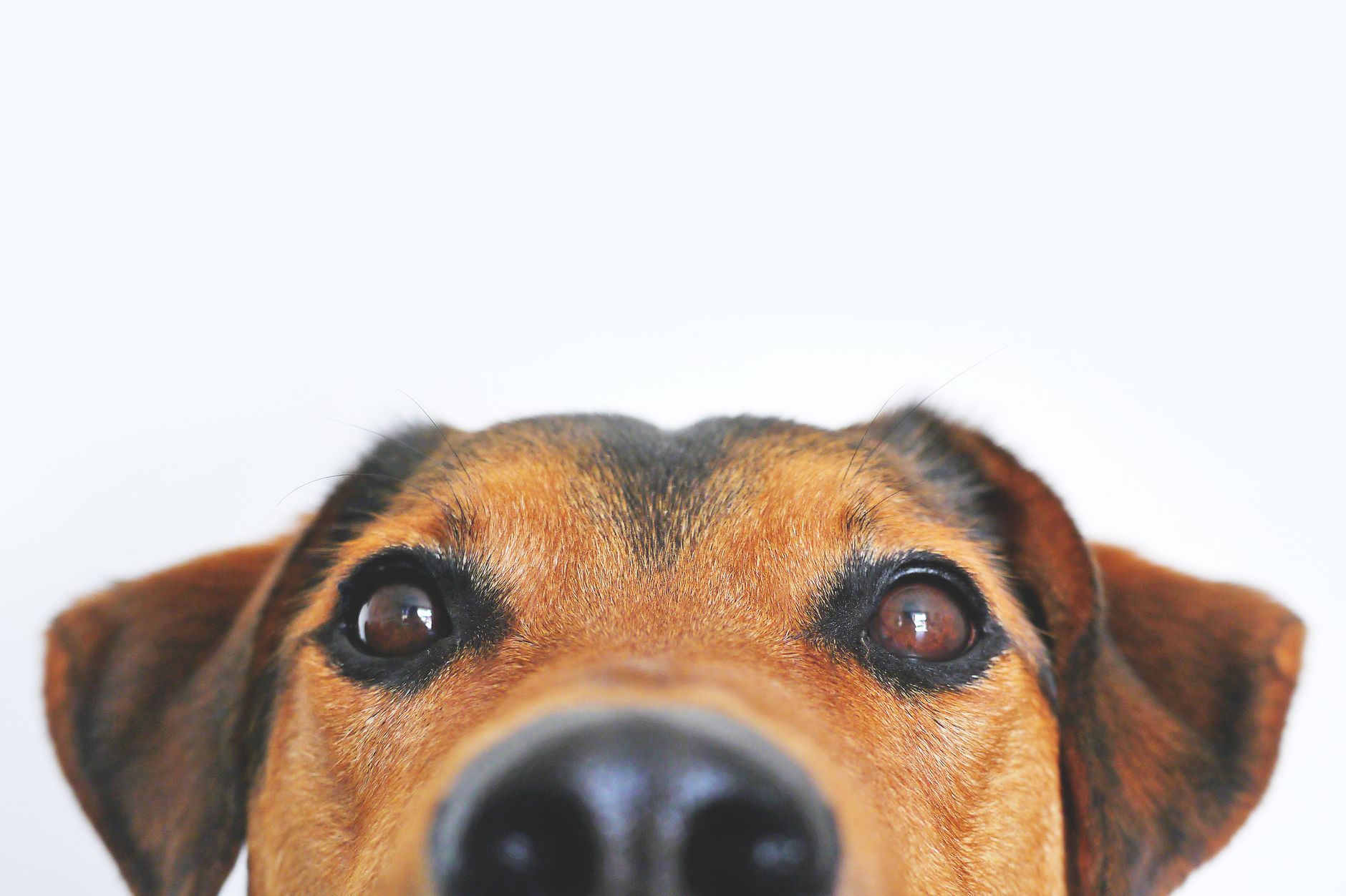 Portal dos Cães e Gatos - Tudo Sobre Cães e Gatos