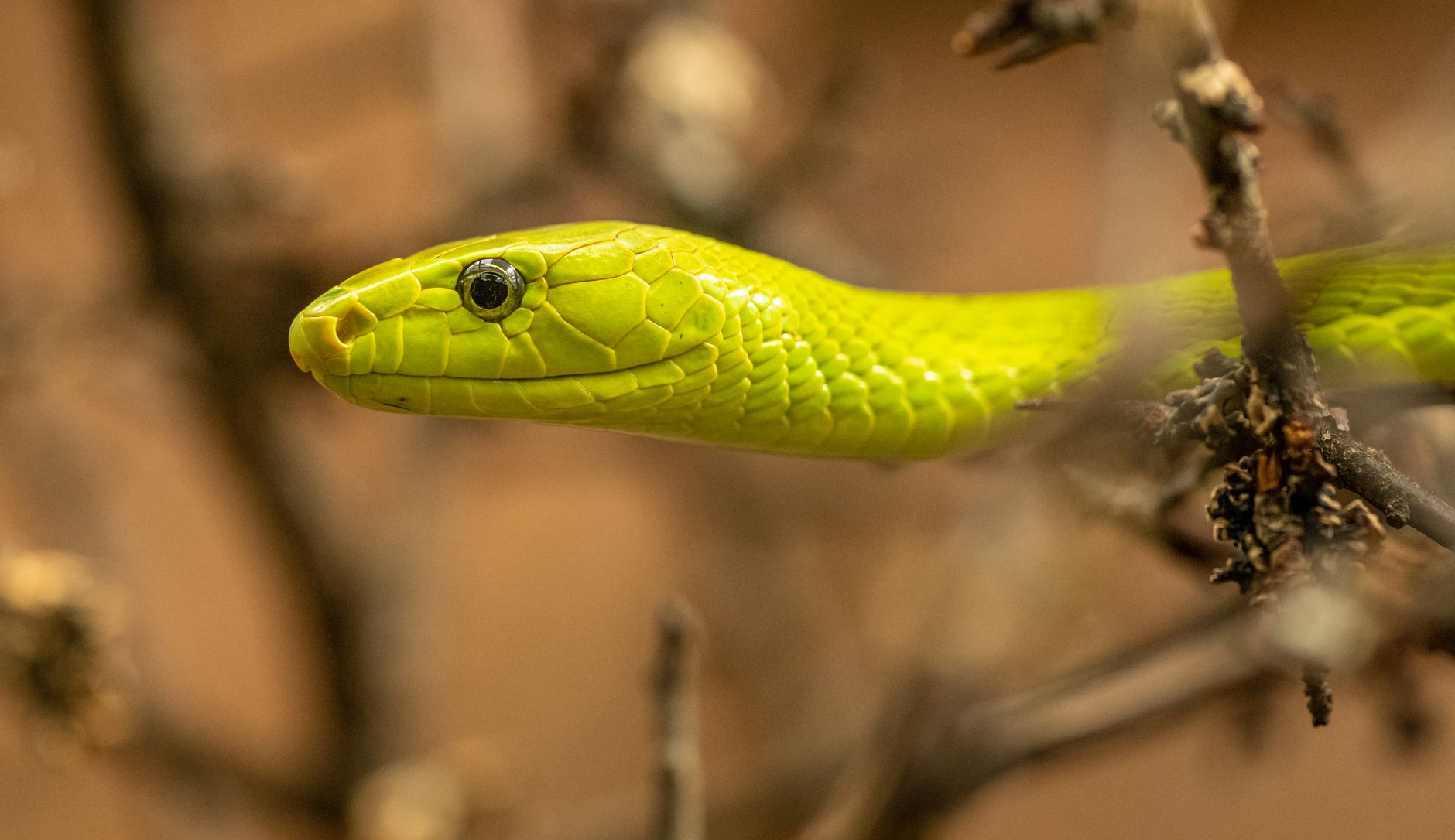 Mamba-Negra Atacando