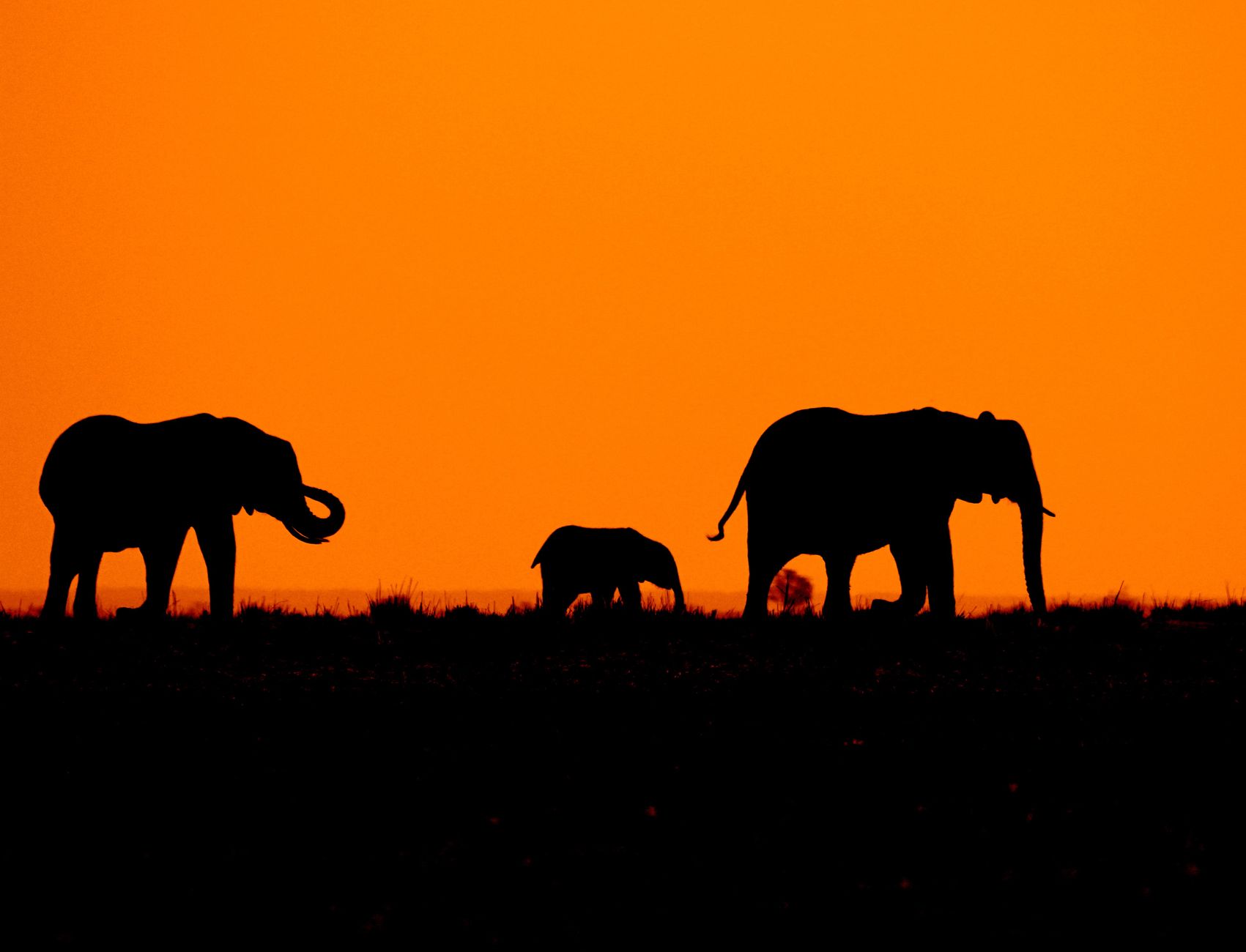 Meninos Acham Elefante Morto no Mato