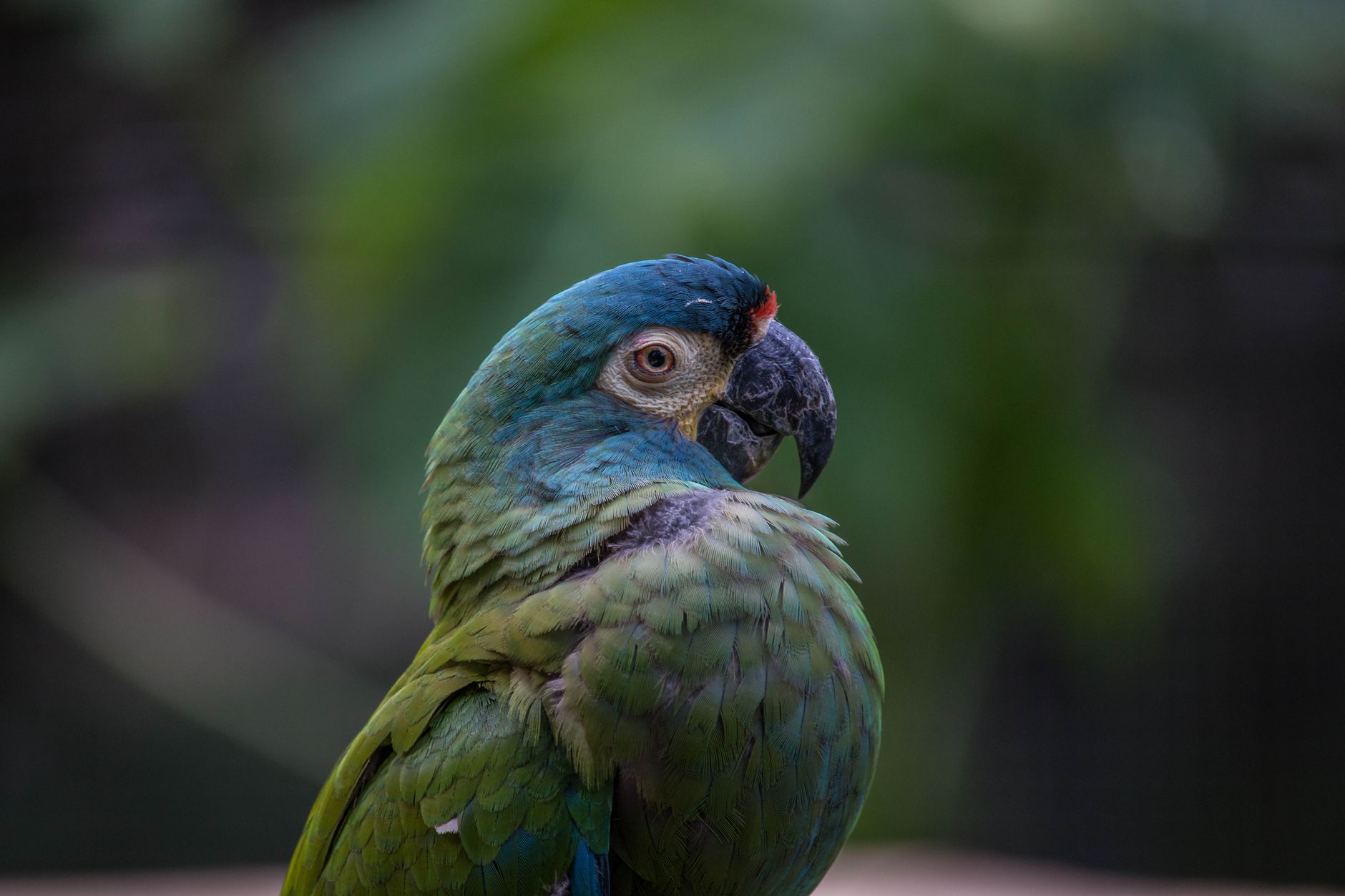 Papagaio do Congo