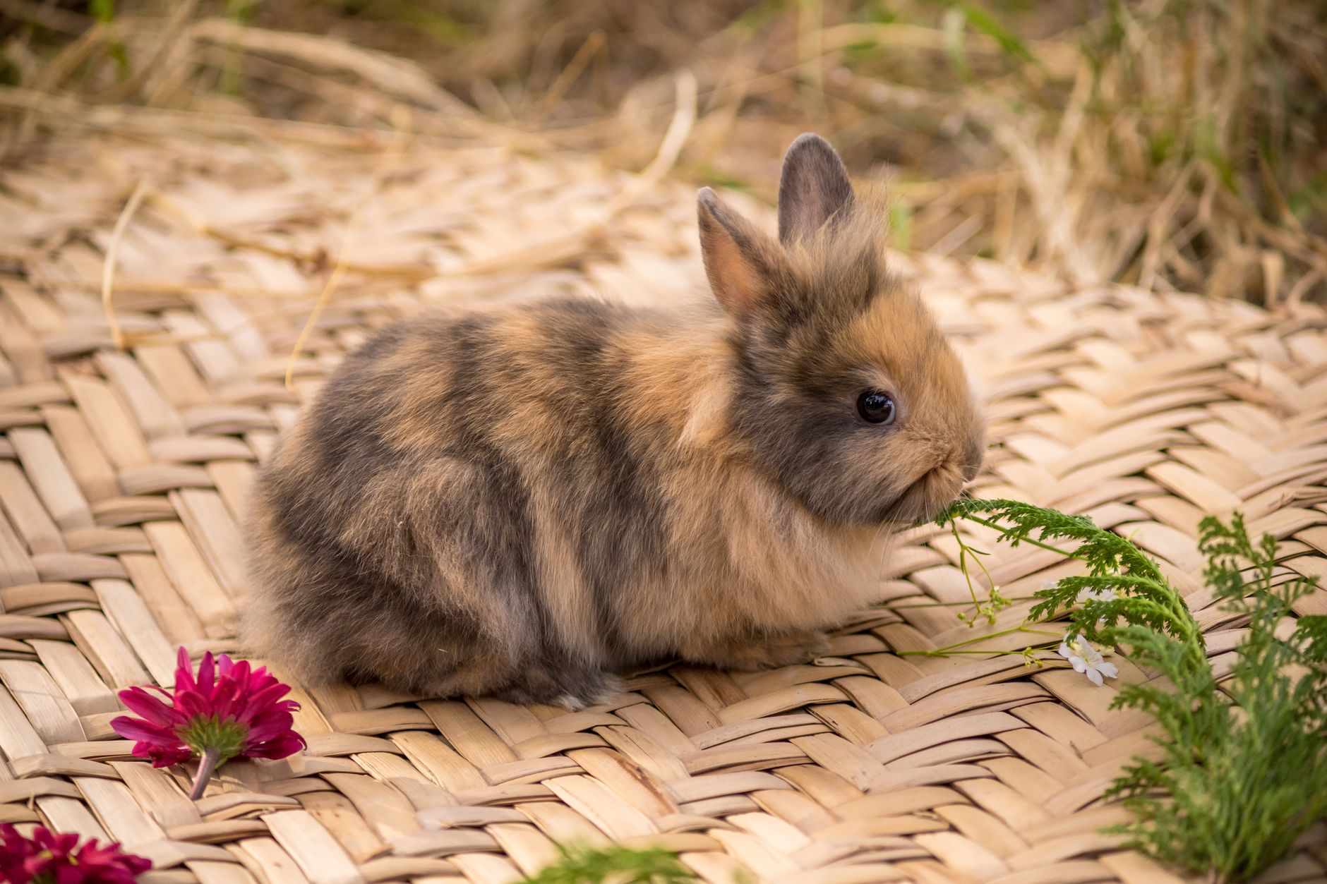 Raça de Mini Coelhos Holland Lop