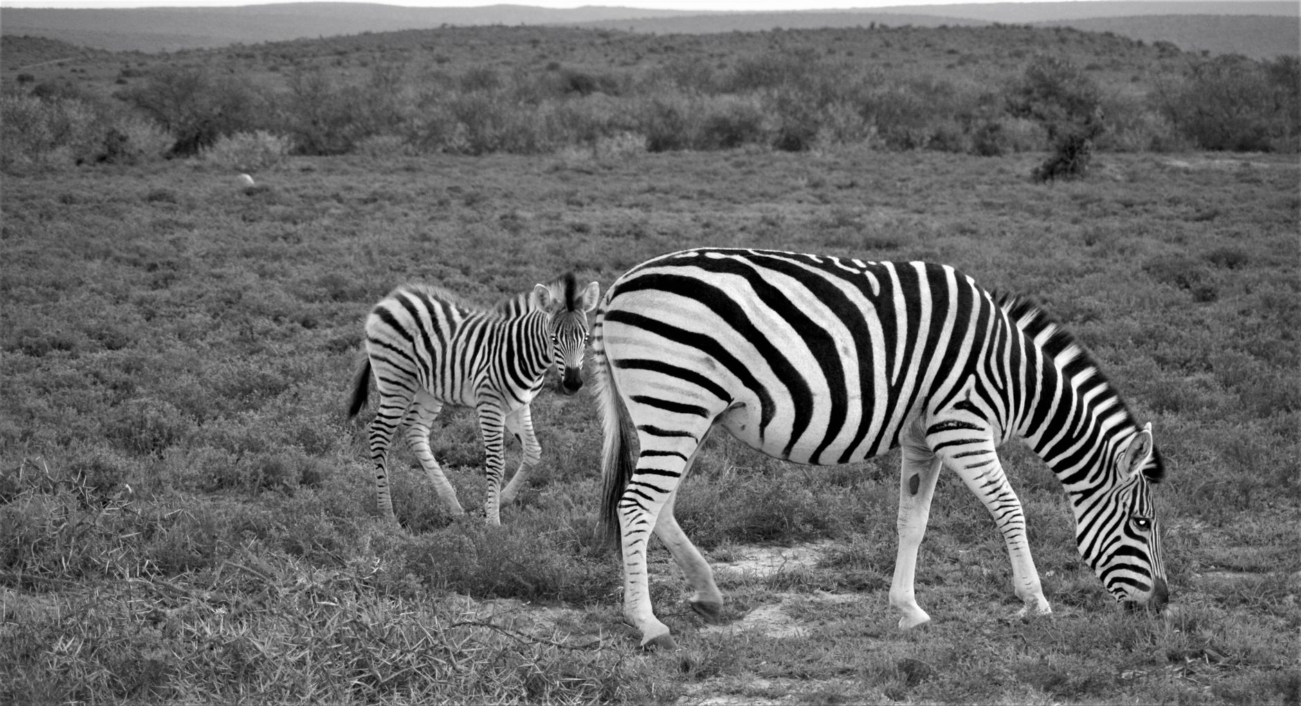 Zebras Fugindo em Grupo de Predadores 