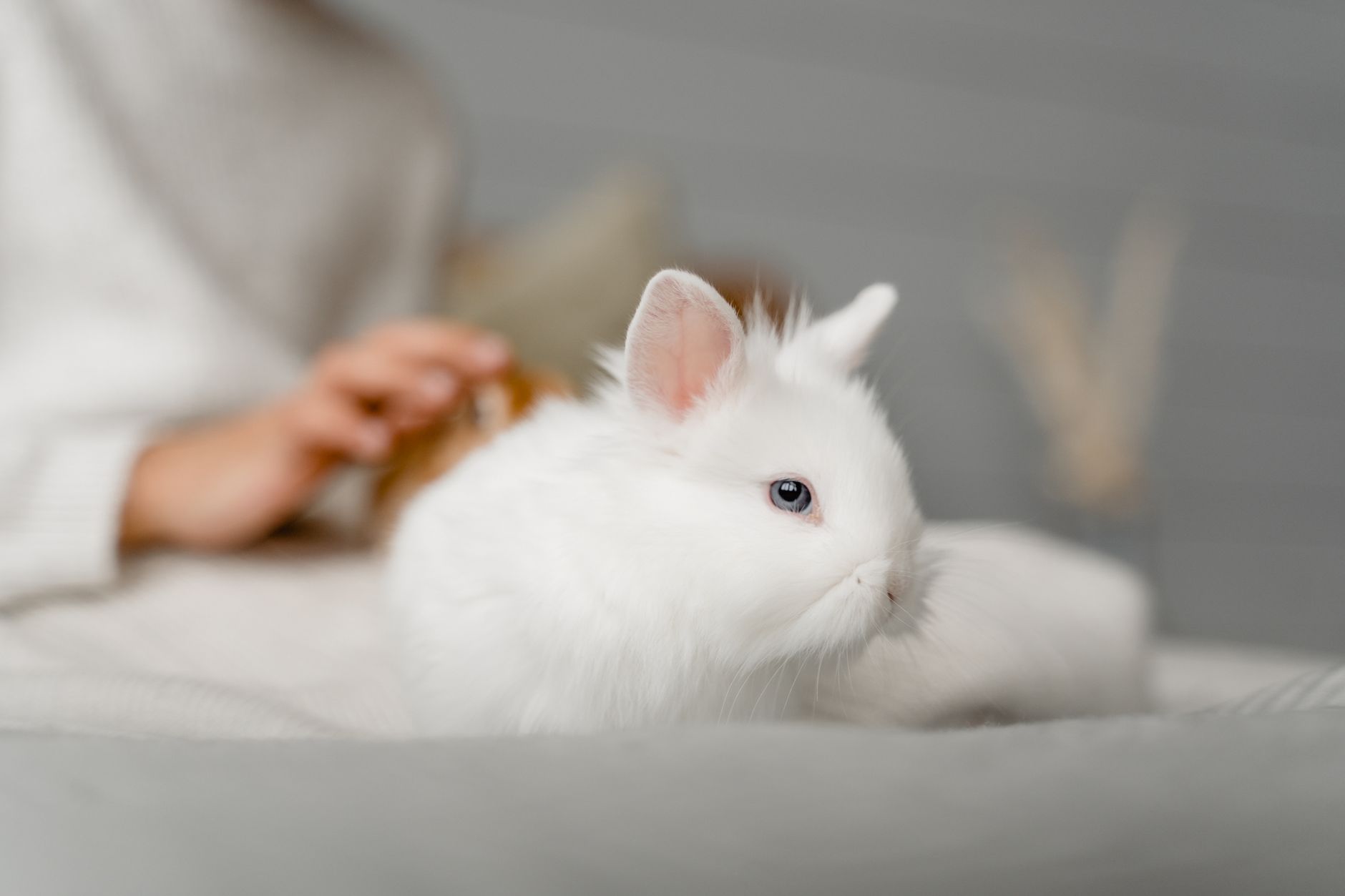 Raça de Mini Coelhos Dwarf Hotot