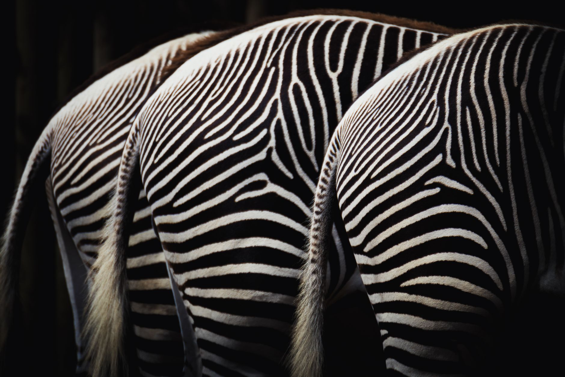 Zebras se Alimentando no Zoo de Berlin