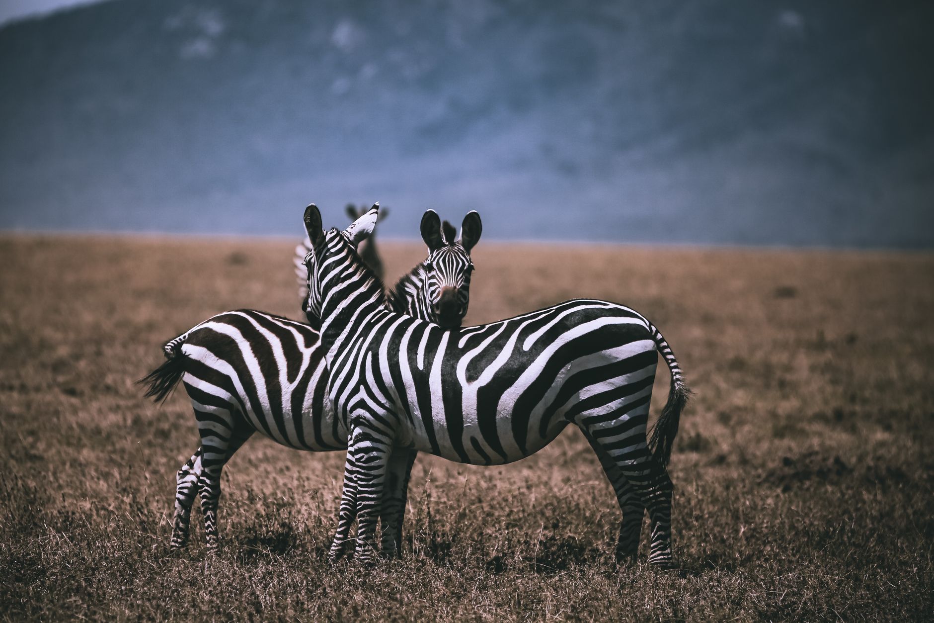 Zebra de Hartmann