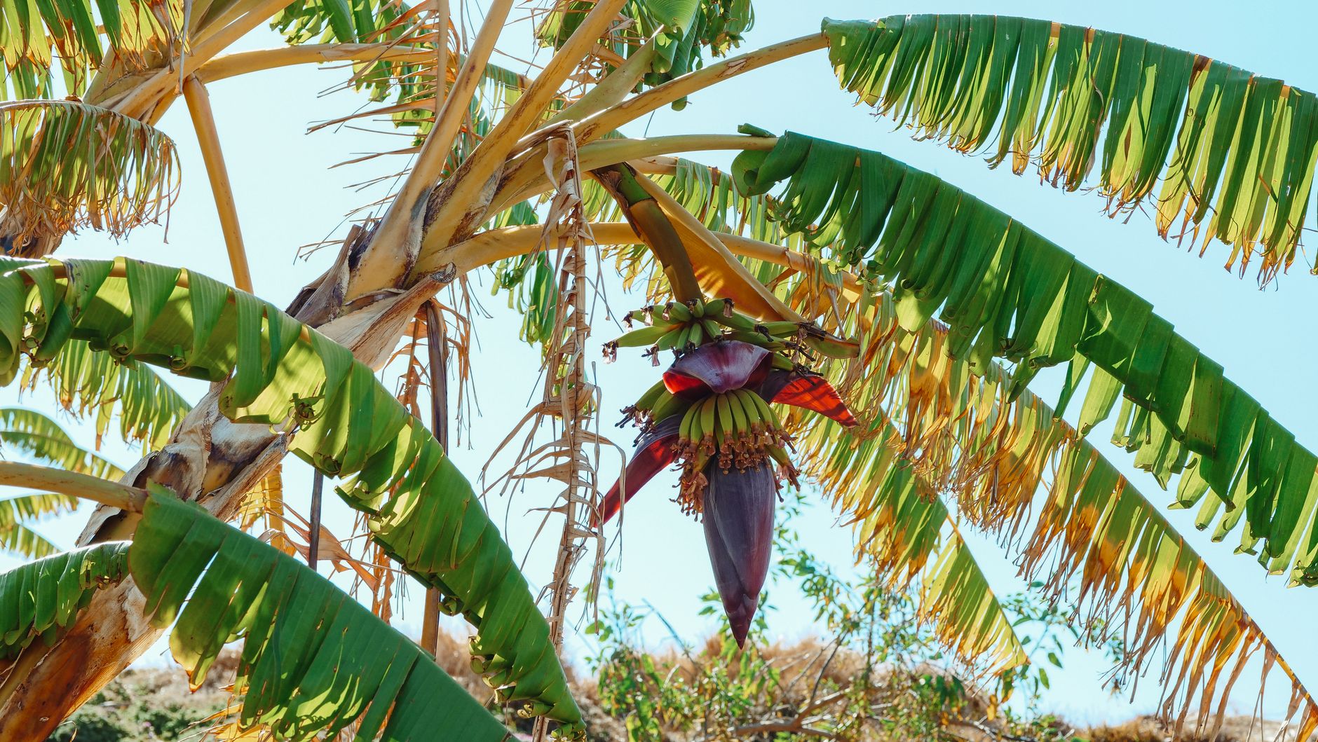Muçulmano Com uma Banana na Mão