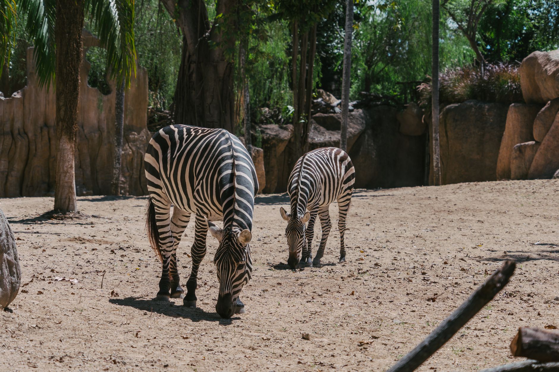 Mosaico com as Espécies de Zebras Quagga