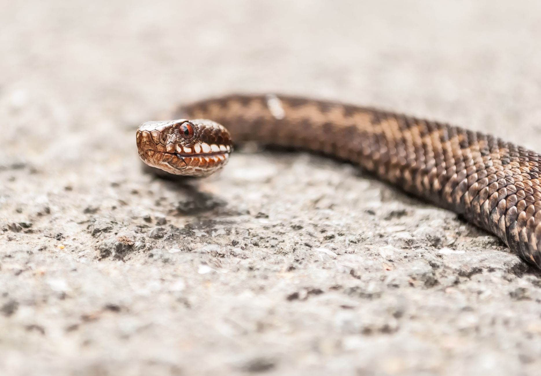 Jiboia Cubana