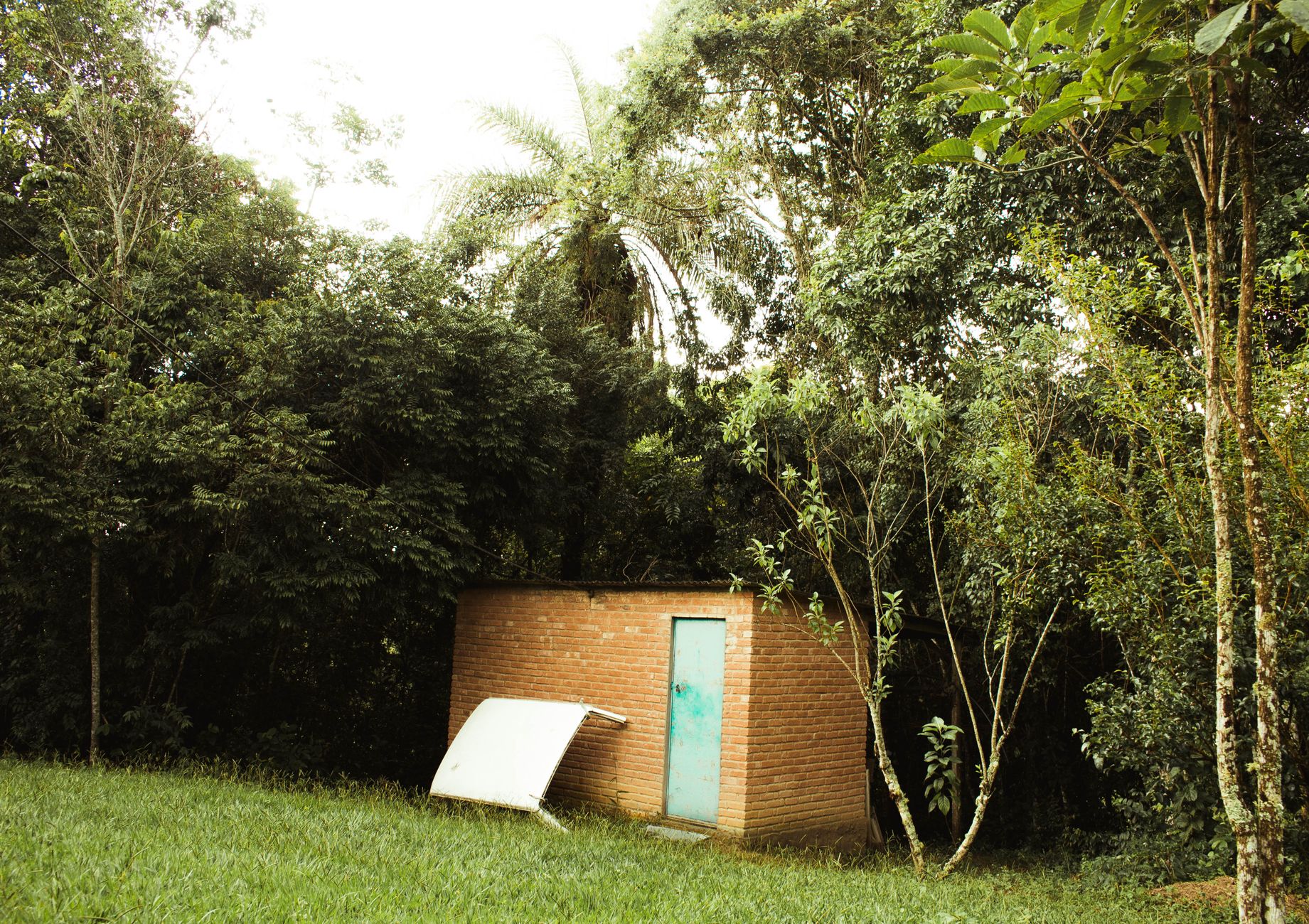 Mudas de Bananeira do Mato
