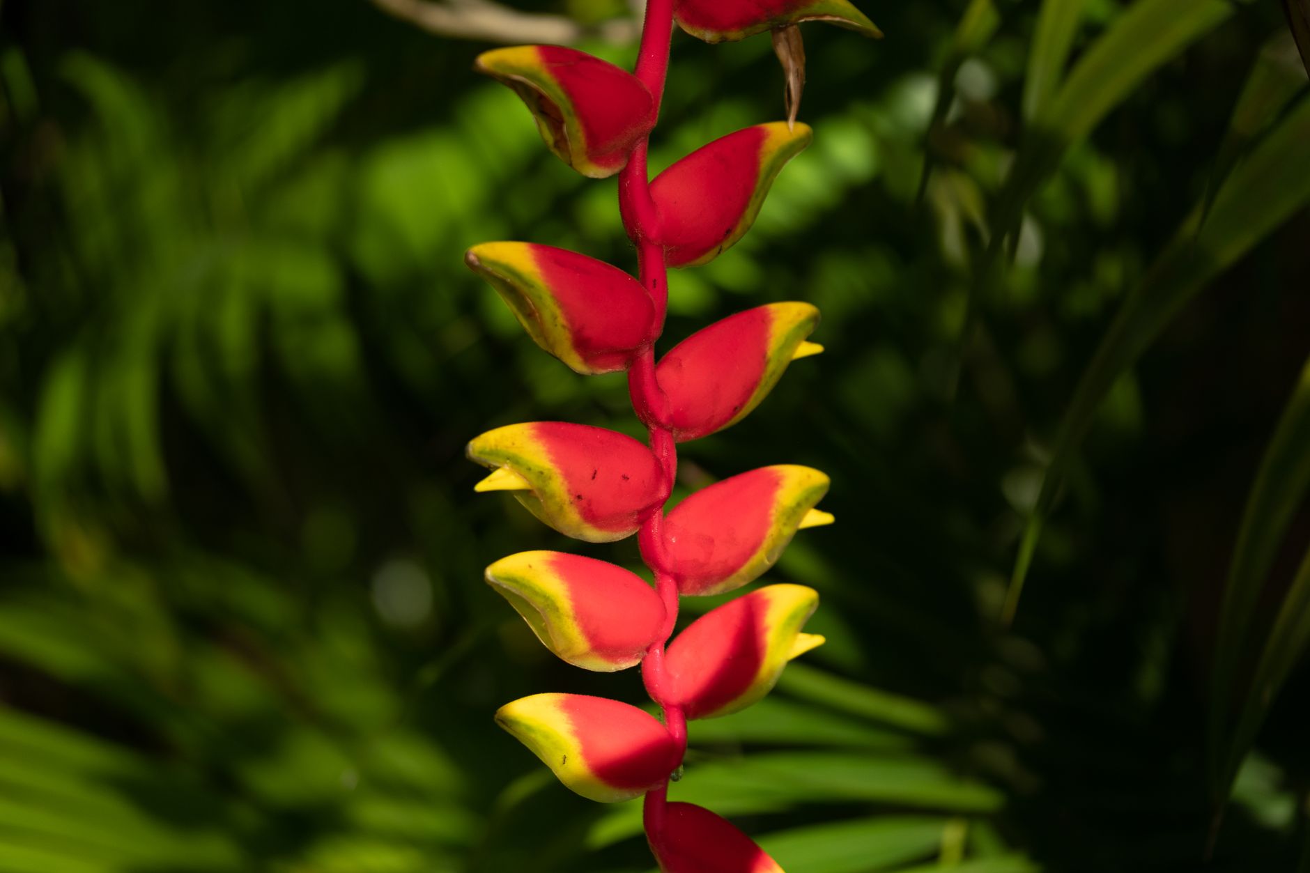Heliconia Tacarcunae