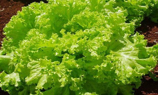 Nutrientes Da Salada De Alface Mundo Ecologia