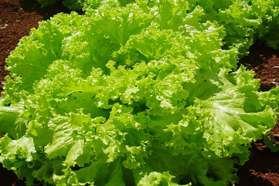 Nutrientes da Salada de Alface