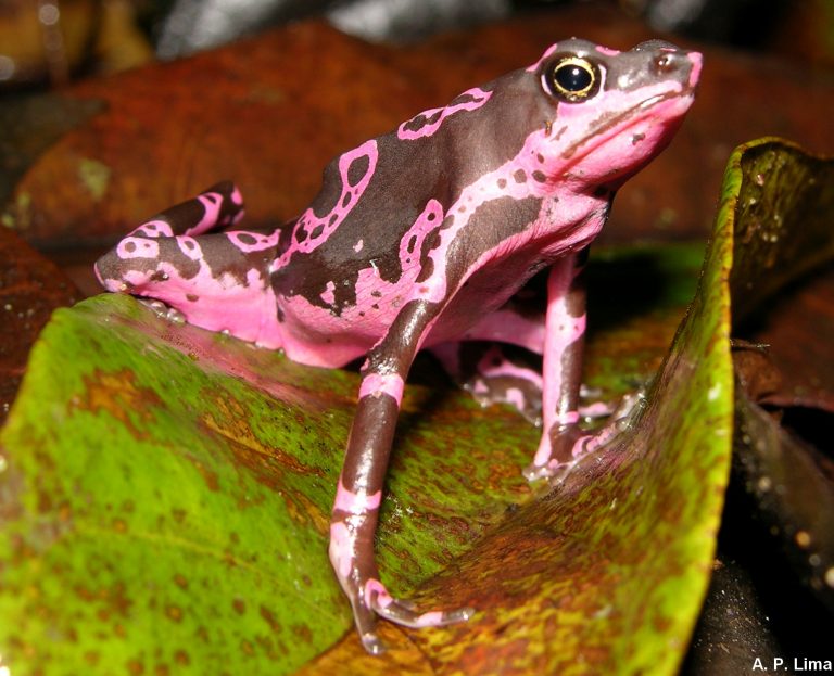 Atelopus Hoogmoedi