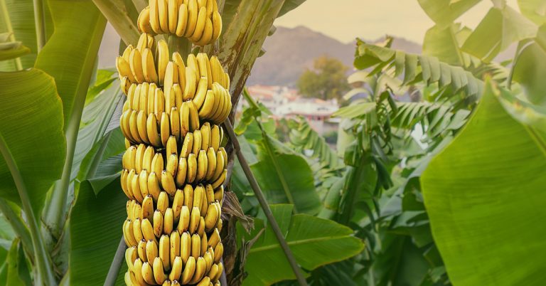 Banana Orgânica