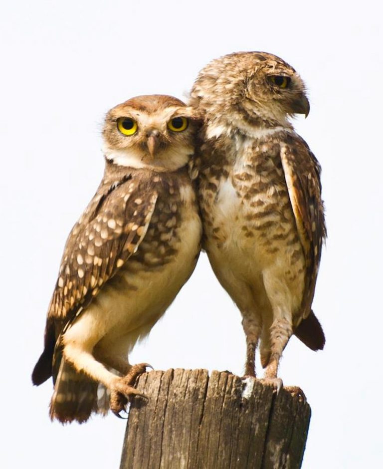 Casal de Coruja Buraqueira