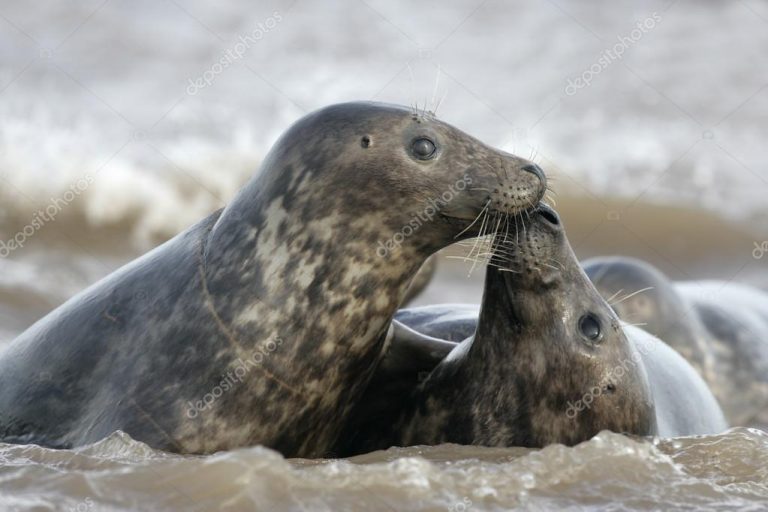 Casal de Foca Cinzenta