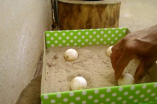 Chocadeira de Ovos de Jabuti