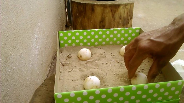 Chocadeira de Ovos de Jabuti