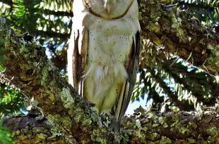 Coruja Suindara Fotografada na Árvore
