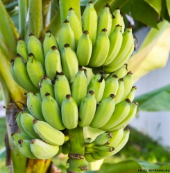 Musa Acuminata e Musa Balbisiana Classificação