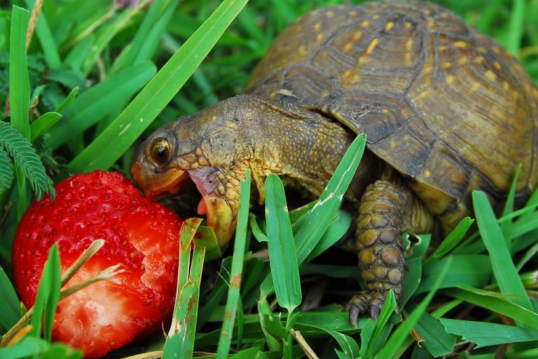 A Alimentação do Jabuti Filhote | Mundo Ecologia