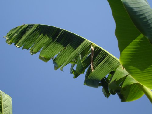 Folha de Bananeira Propriedades Medicinais | Mundo Ecologia