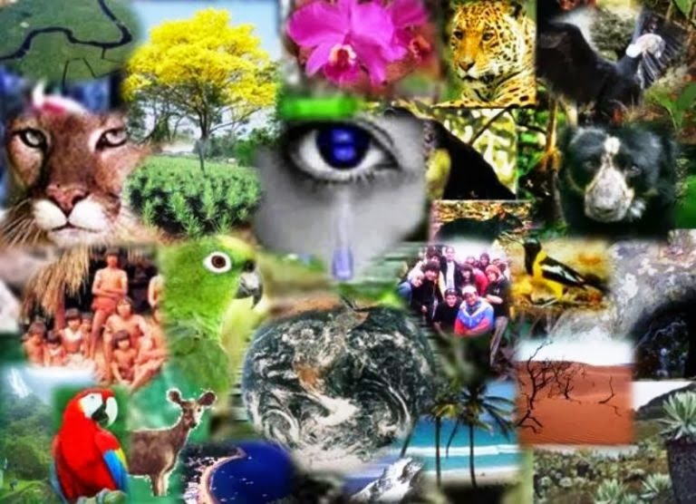 Importância da Sinecologia