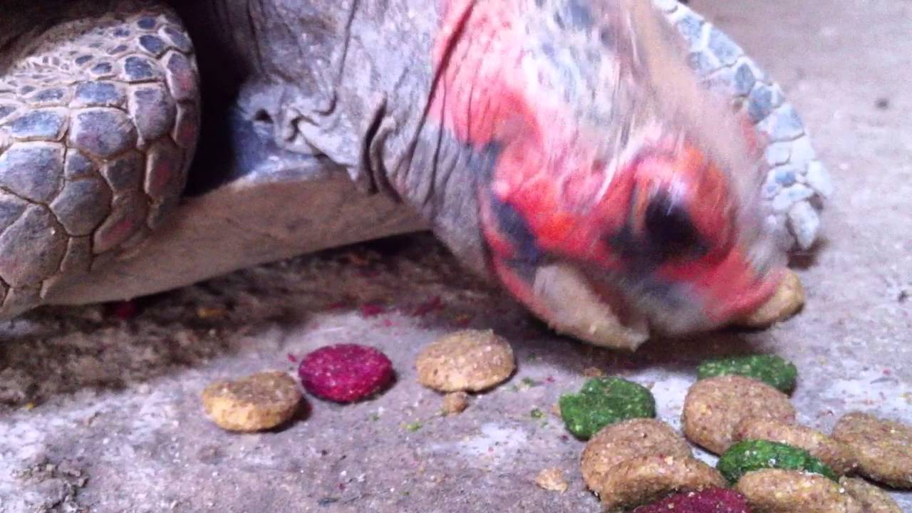 Jabuti-Piranga Comendo Ração