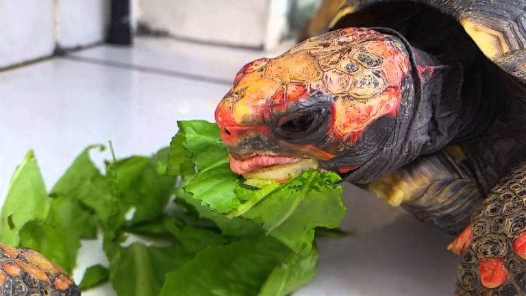 Jabuti comendo Vegetal