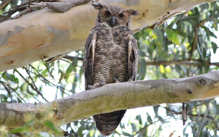 Jacurutu (Bubo virginianus)