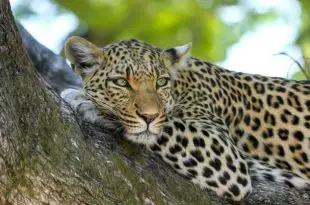 Leopardo Indiano