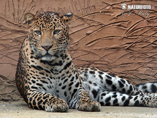 Espécies de Leopardo – Mundo Ecologia