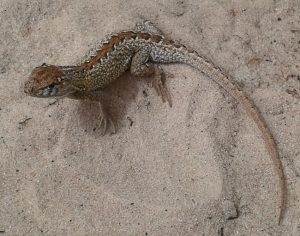 Animais Terrestres em Extinção no Brasil Mundo Ecologia