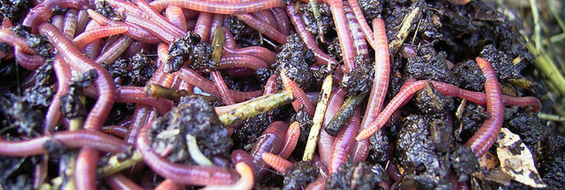 Filhotes de Minhocas | Mundo Ecologia