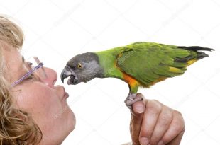 Mulher Ensinando seu Papagaio a Beijar