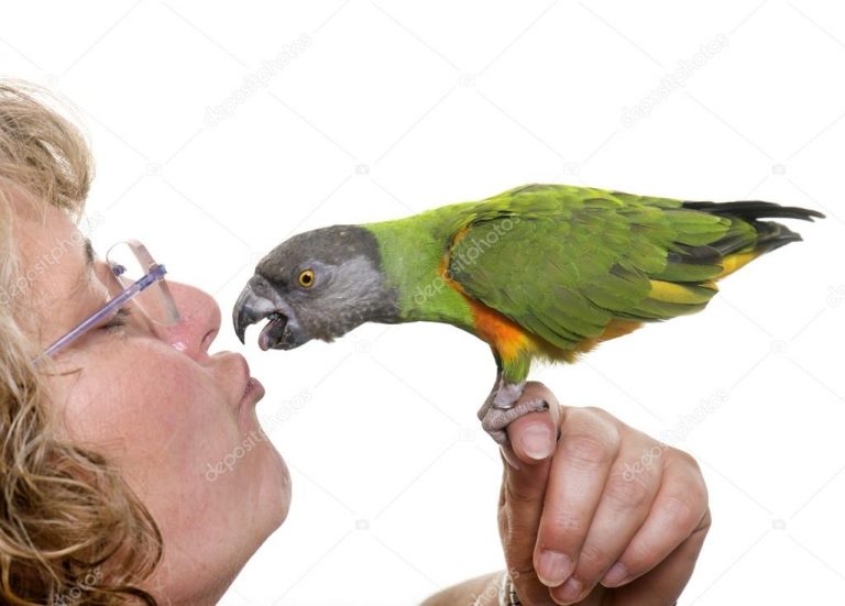 Mulher Ensinando seu Papagaio a Beijar