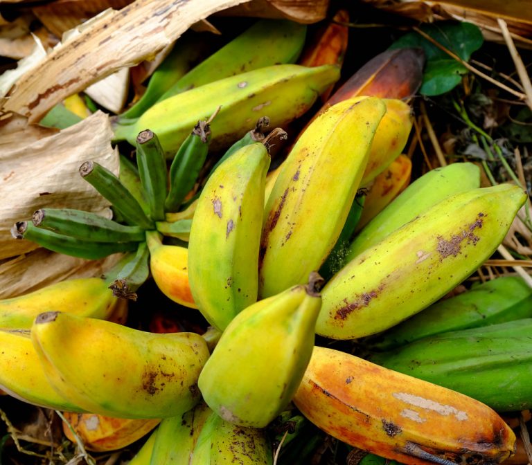 Musa Balbisiana