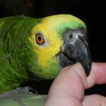 Papagaio Bicando