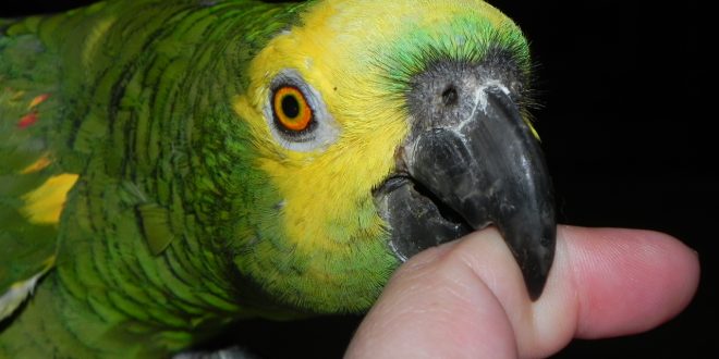 A comida aparecer na boca do papagaio enquanto ele come (não achei imagem  ilustrativa no jogo) : r/adicionalogo