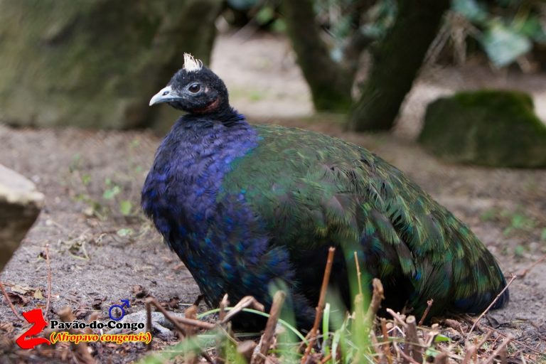 Pavão Congo