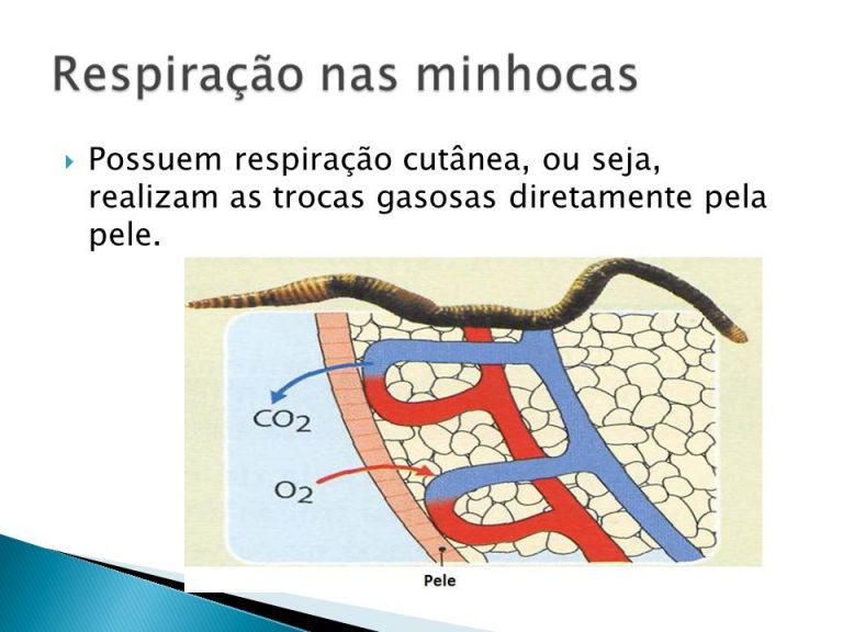 Como as Minhocas se Reproduzem? | Mundo Ecologia