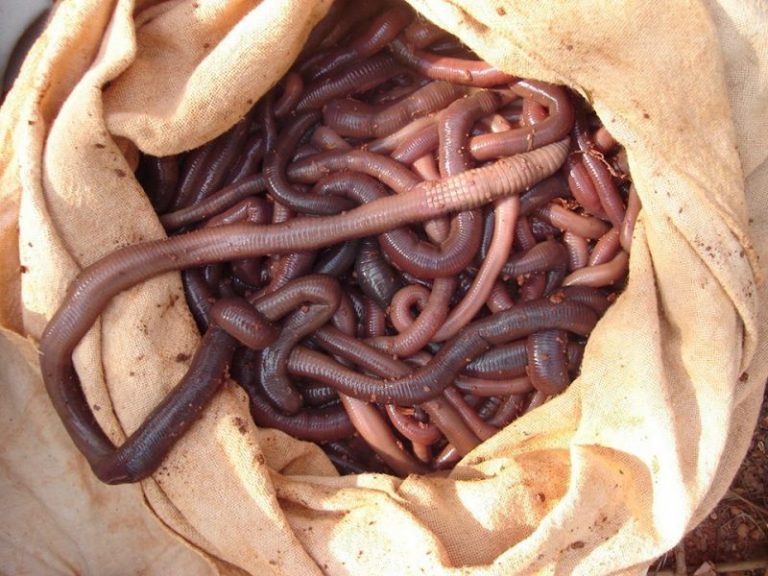 Saco Cheio de Minhocuçu