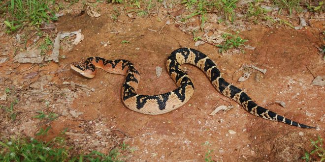 Serpente se arrasta por parede imitando 'jogo da cobrinha' (VÍDEO) -  29.06.2018, Sputnik Brasil