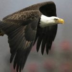Águia Americana Voando
