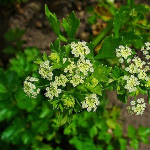 O Que Plantar no Solo Humífero? | Mundo Ecologia