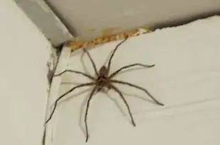 Aranhas Gigantes da Austrália