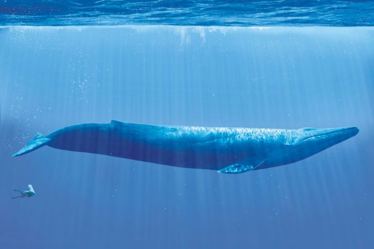 Baleia Azul